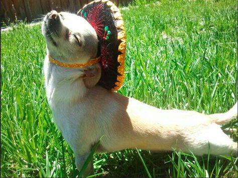 And smile like a dog wearing a sombrero: | 23 Easy Ways To Instantly Make Your Day Better Love My Dog, Chihuahua Love, Funny Dog Pictures, Dog Wear, Happy Animals, Dog Show, Small Dog, Mans Best Friend, Animal Memes