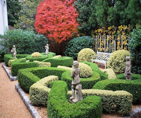 A Japanese maple with beautiful fall color behind the boxwood knot garden. - Alex Smith Garden Design Garden Hardscape, Residential Garden, Knot Garden, Alex Smith, Garden Hedges, Hardscape Design, Green Architecture, Japanese Maple, Ancient Jewelry