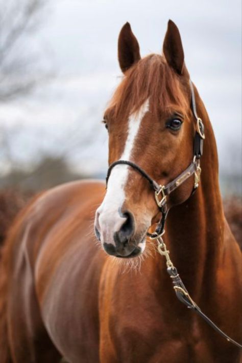 Chestnut Horse Photography, Chestnut Horses, Barn Layout, Marwari Horses, Dream Horse, Chestnut Horse, Sport Horse, Animal Photos, Equine Photography