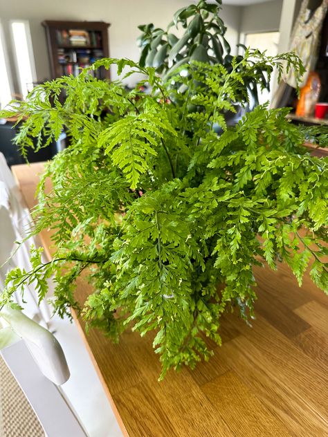 #motherfern #ferns #houseplants #plants Mother Fern, Fern Plant, Fern, Indoor Plants, Plants, Flowers