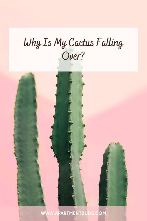 A cactus on a pink background and a text over the image reading "Why is my cactus falling over?" Cactus Growing Tips, Tall Cactus Indoor, Cactus Care Tips Indoor, Cactus Repotting, Tall Cactus Plants, Tall Cactus, Tall Indoor Plants, Prickly Cactus, Orchid Cactus