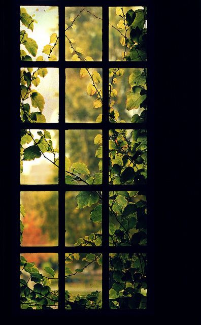 An Open Window, Fake Window, Looking Out The Window, Beautiful Windows, Window View, Through The Window, Open Window, Architecture Details, Secret Garden