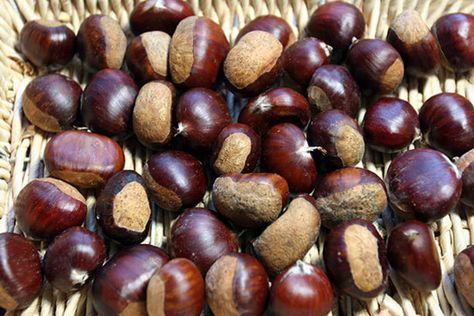 To me, few things signal the arrival of autumn better than the sweet chestnut. As soon as I see them at the farmer’s market, I happily scoop them up, filling a bag with them. Chestnuts have to be cooked before they can be eaten. The meats are large and sweet, and do well on their own as a snack, chopped and added to savory stuffings, or added to desserts. Peeling and roasting them is a bit time-consuming, but knowing a few tricks can help expedite the process. Chinese Chestnut, Sweet Chestnut, Health And Wellness Center, How To Roast, Roasted Chestnuts, Croatian Recipes, Fruit Peel, The Farmer, Fruits And Veggies