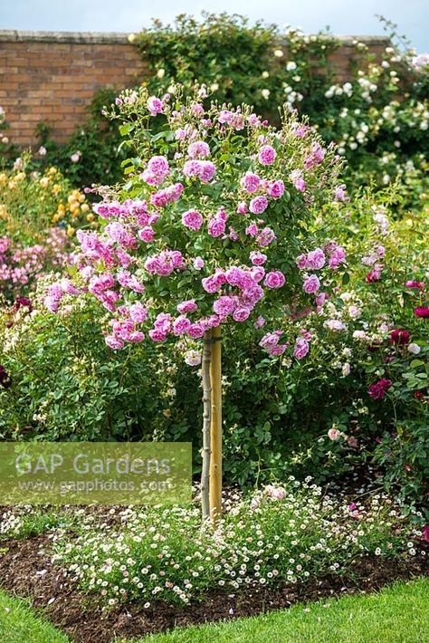 Rosa 'Harlow Carr' standard underplanted with Erigeron karvinskianus. Standard Rose Garden Ideas, Standard Roses Front Garden, Rice Image, Small Cottage Garden Ideas, Beautiful Gardens Landscape, Tree Rose, Green Patio, Standard Roses, Rose Garden Design