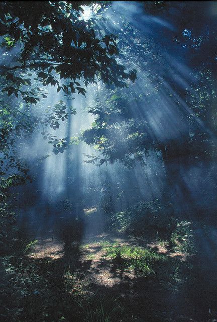 Nature Verte, Trees In The Forest, Belle Nature, Light Rays, Tree Forest, Enchanted Forest, In The Forest, Nature Beauty, The Forest