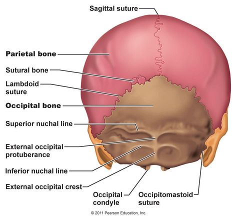 posterior skull view Sphenoid Bone, Skeleton System, Axial Skeleton, Paranasal Sinuses, Internal Carotid Artery, Sinus Cavities, Thoracic Vertebrae, Occipital Lobe, Facial Bones