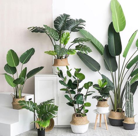 Fiddle leaf fig, travellers palm or monstera plants, bamboo or rubber plant, we have got them all in several designs and sizes. These are some of the most liked products by architects and interior designers. The plants can be teamed with our trendy belly baskets which are available in several colours. If you have trouble maintaining your live plants due to your busy schedule, you might wanna opt for one of these. And yes belly baskets can also be used with live plants just in case you would pref Artificial Leaf, Plant Decor Indoor, House Plants Decor, Monstera Plant, House Plants Indoor, Deco Floral, In The Room, Plant Mom, Plant Lady