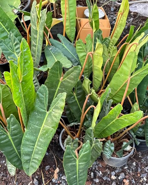 These Philodendron Billietiae are easy to care for, fast growers and produce amazing tropical looking leaves to fill up your indoor jungle 🌿 Get yours today at @plant_vault for only $60! 🛍️🪴 We also have a 15% off code on our website 👀 #billietiae #philobillietiae #philodendronbillietiae #philodendronaddicts #philodendronlove #ilovephilodendrons #ilovephilodendron #philodendronplant #philodendroncollector #tropicalhouseplants #houseplants #tropicalplantgang #tropicalplantaddict #plantsplant... Philodendron Billietiae, Tropical House Plants, Plant Goals, Philodendron Plant, Buy Plants Online, Variegated Plants, Indoor Jungle, Buy Plants, You Deserve It