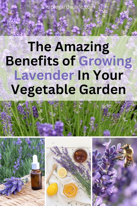 The Amazing Benefits of growing lavender in your vegetable garden by simplegardenlife.com Is Lavender A Perennial, Lavender Companion Plants, Best Companion Plants, Grow Lavender, Vegtable Garden, Companion Planting Vegetables, Garden Companion Planting, Natural Bug Repellent, Growing Lavender