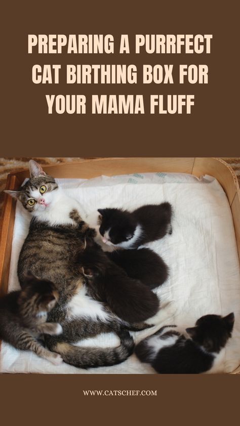 Pregnant Cat Tips, Birthing Box For Cats Diy, Preparing For Kittens, Queening Box For Cats, Pregnant Cat Care, Birthing Box For Cats, Cat Birthing Box Ideas, Cat Nesting Box Kittens Diy, Cat Birthing Box Ideas Diy