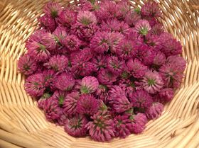 Jelly Clover Jelly, Dandelion Uses, Pacific Northwest Garden, Purple Clover, Baking Secrets, Farmers Market Recipes, White Clover, Homemade Jelly, Specific Carbohydrate Diet