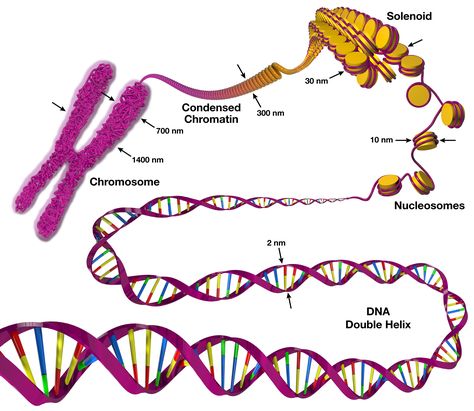 Chromosome structure Chromosome Structure, Dna Helix, Dna Replication, Powerpoint Tutorial, Illustrator Template, Notes Inspiration, Background Vintage, Best Templates, Study Notes