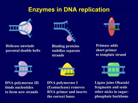 Dna replication, transcription and translation | PPT Replication Of Dna, Personal Mastery, Central Dogma, Dna Polymerase, Transcription And Translation, Dna Replication, Dna Molecule, Dna Repair, Cell Biology