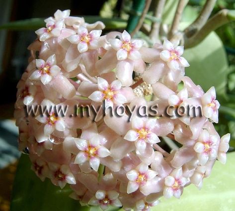 Hoya Verticillata, Succulent, Cactus, Plants, Pink