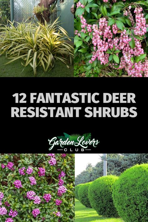 If you’re struggling with the deer in your neighborhood, try decorating your yard with these 12 deer resistant shrubs. Landscape Design Deer Resistant, Deer Resistance Landscaping, Shrubs That Deer Will Not Eat, Landscape Ideas Deer Resistant, Front Yard Landscaping Deer Resistant, Deer Resistant Trees And Shrubs, Deer Friendly Landscaping, Deer Resistant Shade Garden Design, Deer Resistant Landscape Design