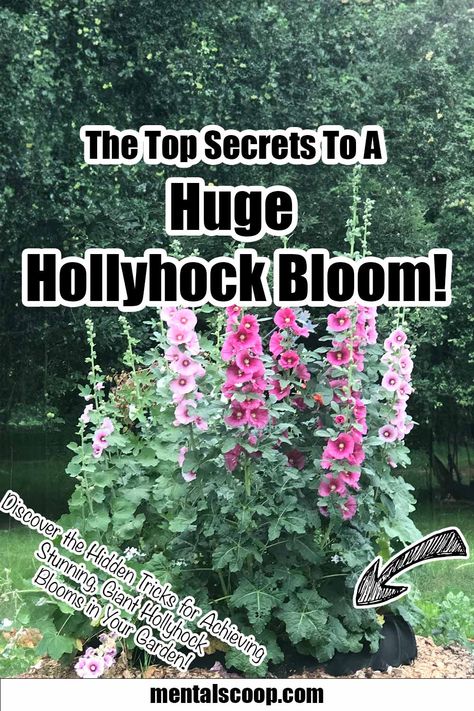 The Top Secrets To A Huge Hollyhock Bloom! Hollyhocks How To Grow, Colorado Flowers, Hollyhocks Flowers, Beach Grass, House Landscaping, Purple Garden, Vibrant Flowers, Bee Art, How To Grow Taller