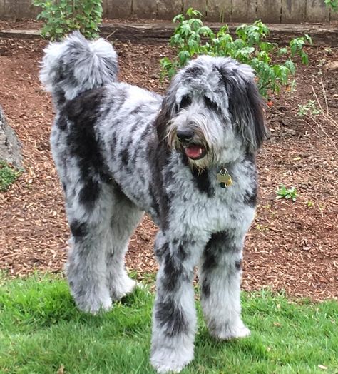 Merle Doodle, Merle Aussiedoodle, Aussie Doodle, Mini Aussiedoodle, Australian Labradoodles, Designer Dogs Breeds, Dog Faces, Puppy Cut, Designer Dogs