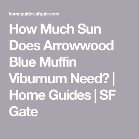 How Much Sun Does Arrowwood Blue Muffin Viburnum Need? | Home Guides | SF Gate Blue Muffin Viburnum, Arrowwood Viburnum, Blue Muffin, Home Landscaping, Flower Power, Landscaping, Gate, Muffins, Sun