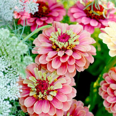 Zinnia Queen Red Lime - View All Flower Seeds - Flower Seeds - Gardening Taking Care Of Succulents, Zinnia Seeds, Fall Perennials, Zinnia Elegans, Spring Garden Flowers, Amaryllis Bulbs, Lily Bulbs, Zinnia Flowers, Spring Plants