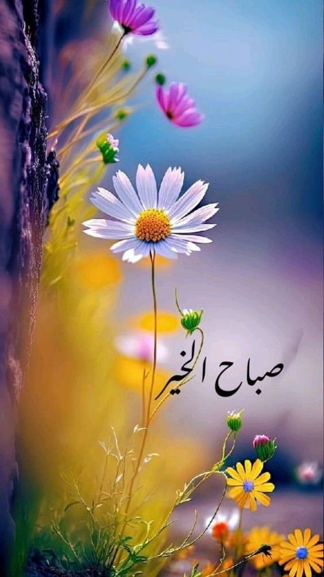 Coran Quotes, Good Morning Greeting Cards, Good Morning Arabic, Castle Tv Shows, Merry Christmas Gif, Beautiful Morning Messages, Good Morning Beautiful Images, Good Morning Images Flowers, Cellphone Wallpaper Backgrounds