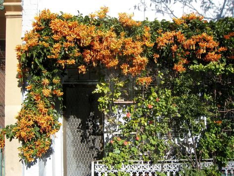 7 Climbing Vines to Cover Up Your Ugly Fencing | Architectural Digest Climbing Plants Fence, Fence With Flowers, Climbing Flowering Vines, Fence Cover, Gray Gardens, Clematis Plants, Seaside Garden, Climbing Hydrangea, Jasmine Plant