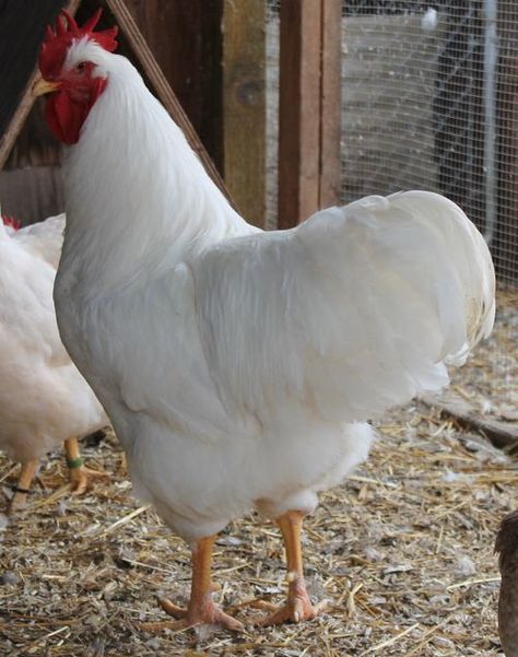 Plymouth Rock thread! - Page 356 Breeds Of Chickens, Plymouth Rock, Beautiful Chickens, Animal Reference, Chickens And Roosters, Chicken Breeds, Pet Chickens, Plymouth, Rooster