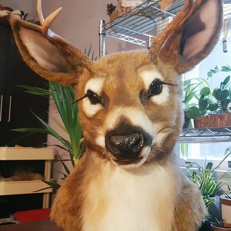 Deer Fursuit Head, Deer Fursuit, Realistic Fursuit, Deer Reference, Fursuit Ideas, Fursuit Head, Larp, Handmade Art, Cosplay Costume