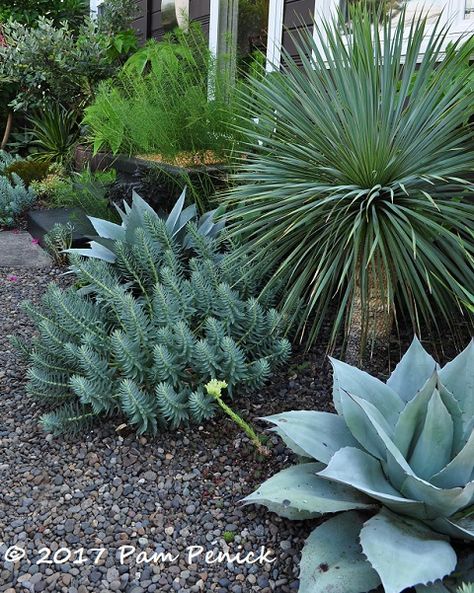 whale’s tongue agave, beaked yucca (Y. rostrata), gopher plant (Euphorbia rigida) Beaked Yucca, Euphorbia Rigida, Danger Danger, Sunken Garden, Texas House, Front Landscaping, Coastal Gardens, Diy Backyard Landscaping, Desert Homes