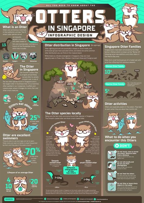 Infographic Design Animal, Wildlife Poster Design, Animal Infographic Design, Informational Poster Design Layout, Zoo Infographic, Singapore Infographic, Creative Infographic Design Layout, Otter Species, Wildlife Infographic