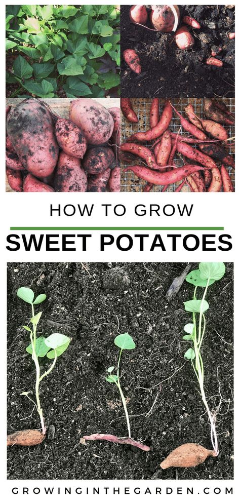 Potatoes Growing, Grow Sweet Potatoes, Backyard Vegetable Garden, Plantarea Legumelor, Growing Sweet Potatoes, Arizona Gardening, Sage Plant, Sprouting Seeds, Vegetable Garden For Beginners