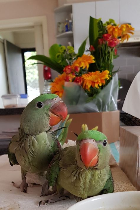 Alexandrine Parrot, Hand Raised, Parrot, Dinosaur Stuffed Animal, Violet, Birds, Animals, Quick Saves