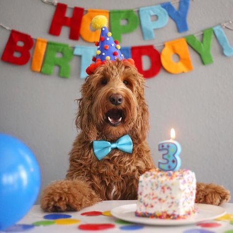 I'm 3! Happy Birthday to ME!  #oliverthegoldendoodle #goldendoodle Golden Doodle Birthday, Dog Birthday Pictures, Happy Birthday Doodles, Dog First Birthday, Birthday Doodle, Happy Birthday Dog, Puppy Birthday Parties, Dog Birthday Cake, Birthday Dog