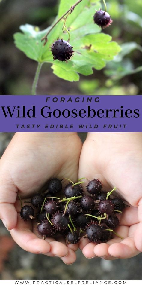 Start foraging wild gooseberries with this detailed plant identification guide for foraging berries! Summer foraging brings out all the tastiest wild edibles, including these delicious berries. Find more edible wild plants, foraging for beginners, and wild food foraging at @PSReliance. Foraging Photography, Apocalypse Family, Summer Foraging, Foraging For Beginners, Foraging Plants, Fall Foraging, Bsd Oc, Food Foraging, Wild Food Foraging