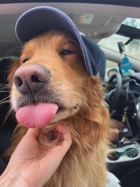 Golden Retriever Wearing Hat, Golden Retriever Aesthetic Guys, Golden Retriever Boyfriend Aesthetic, Golden Retriever Aesthetic, Golden Retriever Accessories, Golden Retriever Boyfriend, Hilarious Dogs, Top Dog Breeds, Laugh Out Loud