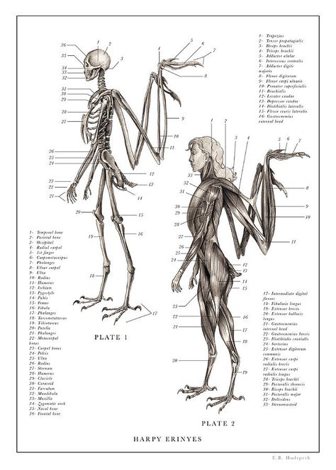 The Resurrectionist, Mythical Monsters, Wings Drawing, Anatomy Drawing, Arte Inspo, Mythical Creatures Art, Mythological Creatures, Wow Art, Creature Concept Art