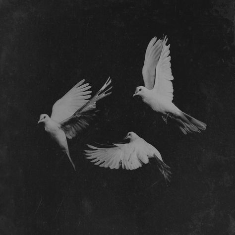 Pusha T, White Birds, White Doves, Birds, White