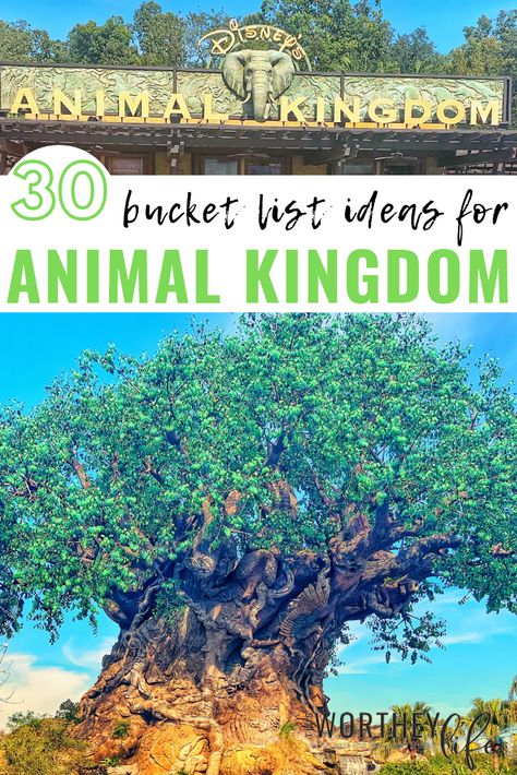 Things To Do At Animal Kingdom, Animal Kingdom Must Do List, Animal Kingdom Orlando Florida, Disney Bucket List, Creative Vibes, Florida Disney, Discovery Island, Travel Disney, Disney 2023