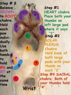 Untitled Animal Reiki, Dog Remedies, Dog Health Tips, Dog Info, Dog Care Tips, Pet Hacks, Homemade Dog, Reflexology, Dog Health