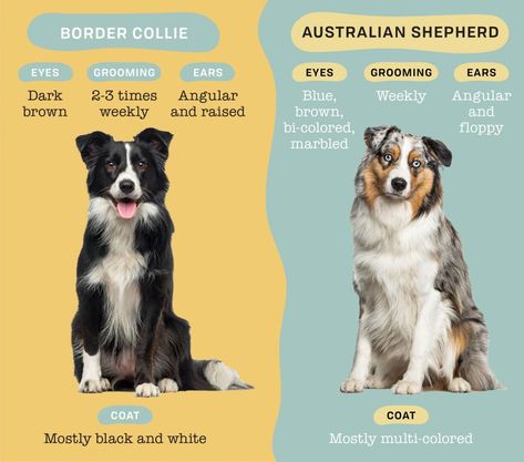 Australian Shepherd And Border Collie, Border Collie Haircut, Baby Border Collie, Border Collie Service Dog, Border Collie And Australian Shepherd, Border Collie Aesthetic, Pastor Collie, Australian Border Collie, Dogs Border Collie