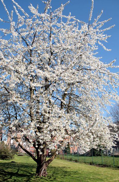 Prunus avium - native cherry tree Diy Wood Wall Decor, Prunus Avium, Cercis Canadensis, Spring Display, Urban Tree, White Blossom, Wild Cherry, Cherry Trees, Tree Nursery