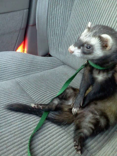 They'll be patient while you figure out directions. | 19 Reasons Ferrets Make The Most Adorable Pets Goofy Animals, Baby Ferrets, Funny Ferrets, Pet Ferret, Cute Ferrets, Psy I Szczenięta, Pets 3, Car Rides, Adorable Pets