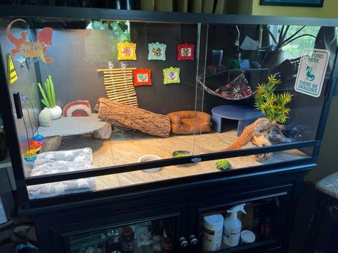 Bearded Dragon Apartment, Bearded Dragon Cages Ideas, Beared Dragon Cage Ideas Cute, Beardie Enclosure Ideas, Beardie Tank, Beardie Enclosure, Bearded Dragon Setup, Diy Bearded Dragon Enclosure, Dragon Enclosure