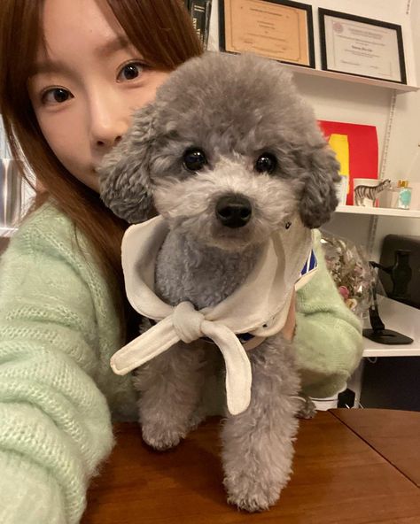 Taeyeon Instagram @zero.taeyeon Taeyeon Zero, Taeyeon Instagram, Gray Poodle, Poodle Cuts, Puppy Grooming, Puppy Cut, Snsd Taeyeon, Teacup Puppies