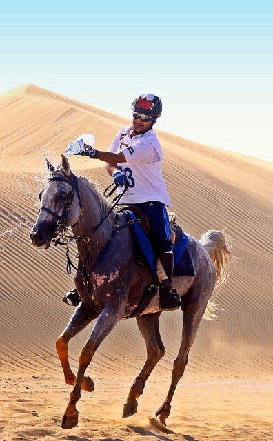 Horse racing in the desert  http://sportsbettingarbitrage.in Endurance Horse, Manifestation 2023, Horse Conformation, Desert Horse, Horse Adventure, Endurance Riding, Hamdan Fazza, Beautiful Arabian Horses, Akhal Teke