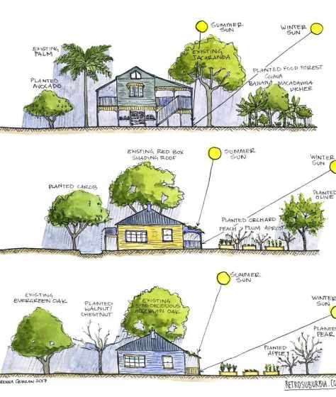 Olive Plant, Large Trees, Farm Layout, Forest Plants, Permaculture Gardening, Permaculture Design, Garden Design Plans, Green Architecture, Food Forest