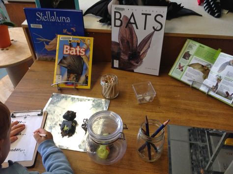 Bat Inquiry Kindergarten, Inquiry Kindergarten, Bats Unit, Inquiry Project, Bats For Kids, Project Based Learning, Reggio Emilia, Autumn Activities, Montessori