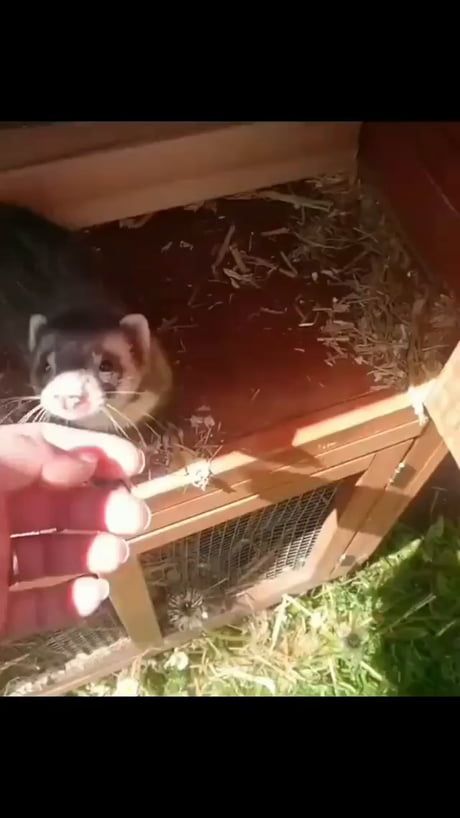 Baby Ferrets, Funny Ferrets, Cute Ferrets, Super Cute Animals, Cute Wild Animals, Cute Animal Videos, Animal Jokes, Cute Creatures, Sweet Animals