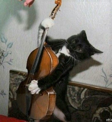 Music Jokes, Silly Cats Pictures, Silly Animals, Music Memes, Cat Playing, Silly Cats, Pretty Cats, Cat Pics, My Baby