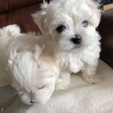 Maltese Dog For Sale, Maltese Breed, Hypoallergenic Puppies, Maltese Puppies For Sale, Teacup Yorkie Puppy, Teacup Maltese, Maltese Puppies, Christmas Snowmen, Maltipoo Puppy