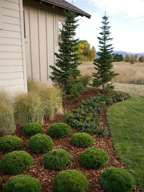 Sub-Alpine Fir flank each end of the home, standing as bookends. The slow-growing, spir-like tree will grow no taller than 50 feet in its lifetime. Pine Trees In Front Of House, Steeds Holly Landscaping, Simple Landscaping Side Of House, Shrubbery Front Of House, Rustic Garden Ideas Backyard Landscaping, Landscape Around House, Subalpine Fir, Mugo Pine, Land Scaping